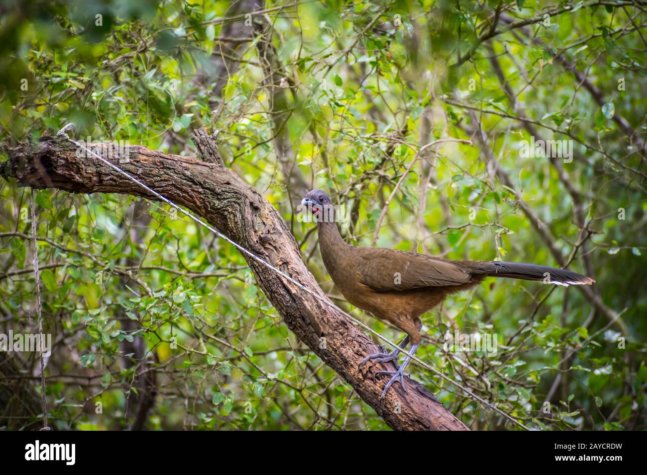 A Plain Chachalaca bird in Frontera Audubon Society, Texas Stock Photo