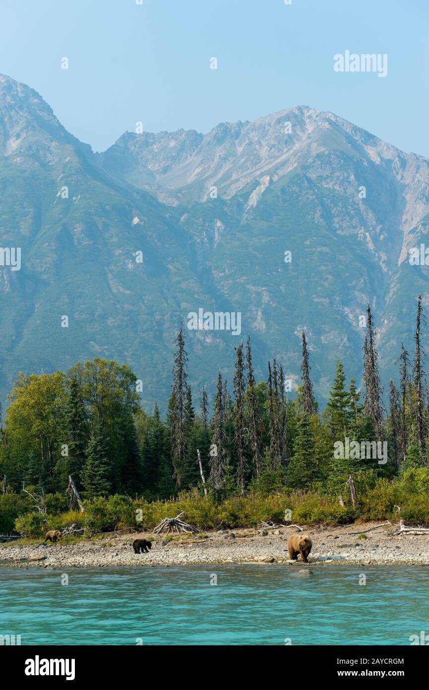 A Brown bear (Ursus arctos) sow and her cubs (about 6 months old) are looking for salmon along the shore of Lake Crescent in Lake Clark National Park Stock Photo