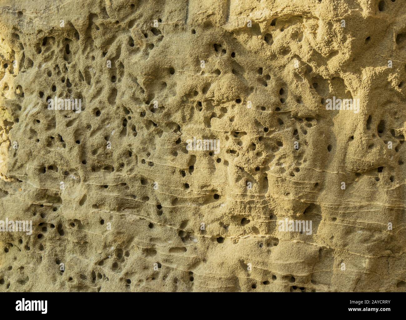 Breeding place a wild bee colony in a steep wall of sandstone near Sipplingen Stock Photo