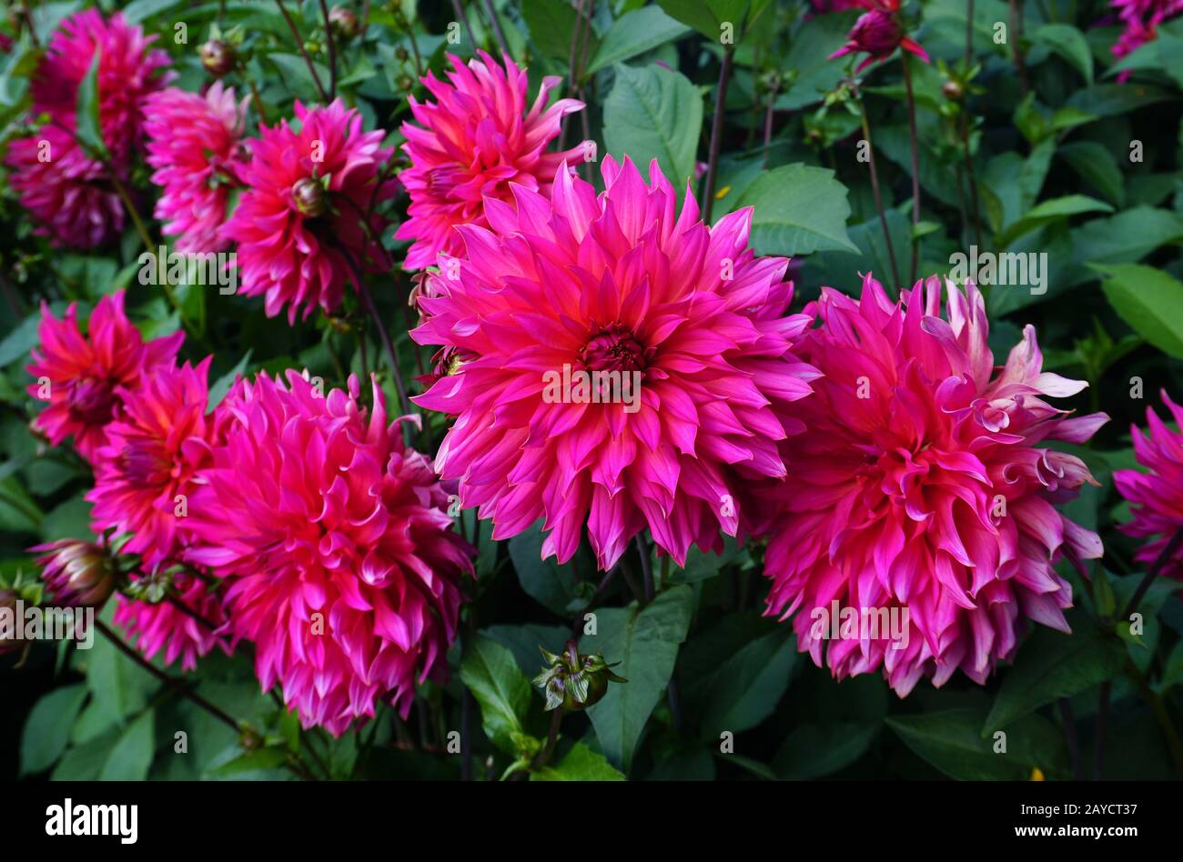 Decorative Dahlia Stock Photo Alamy