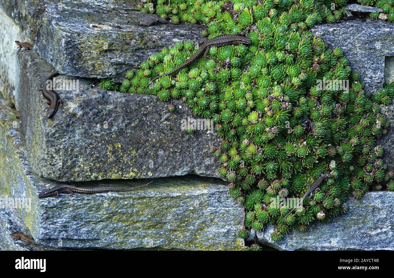 European wall lizard, wall lizard Stock Photo