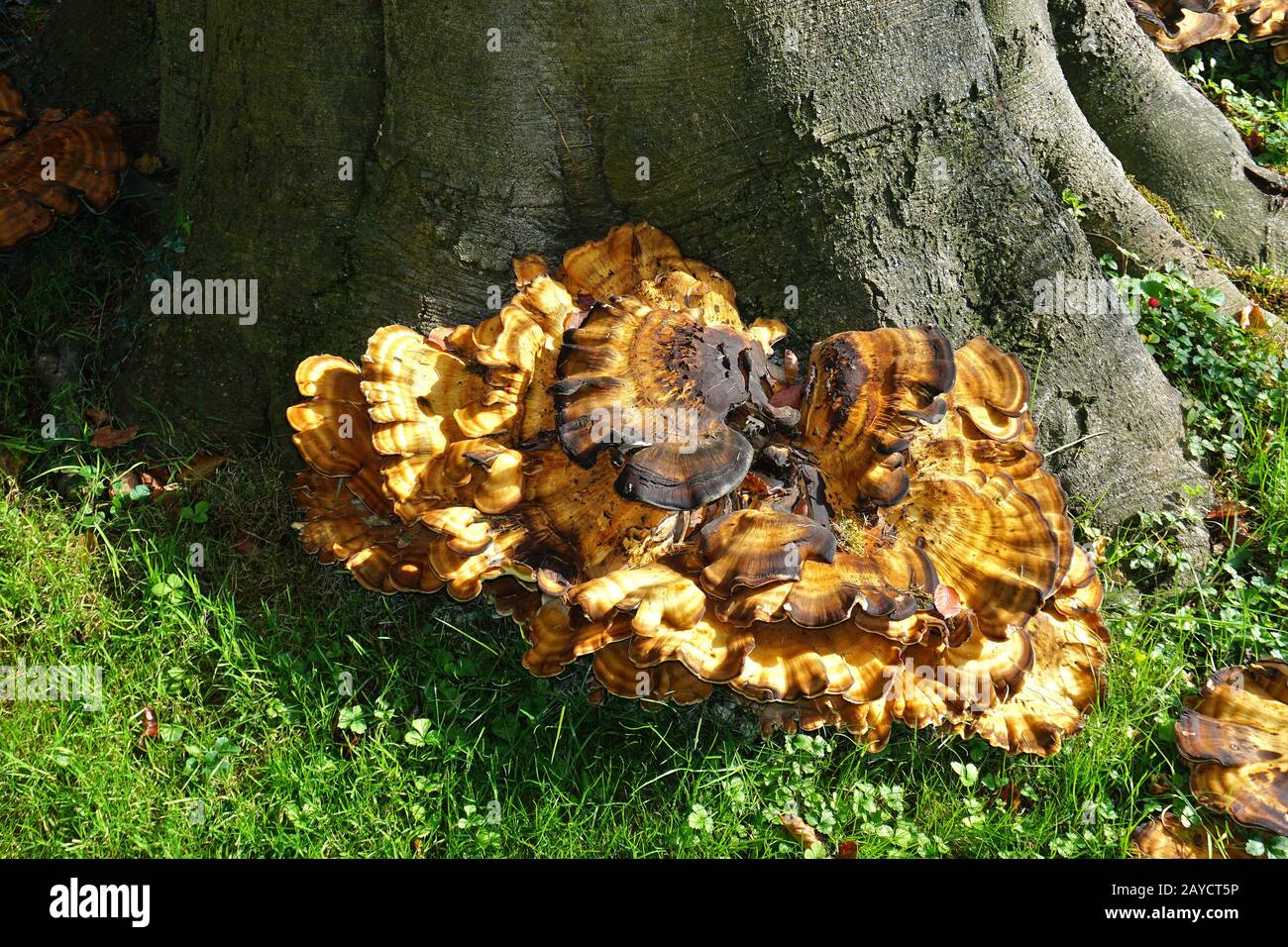 giant polypore; black-staining polypore Stock Photo - Alamy