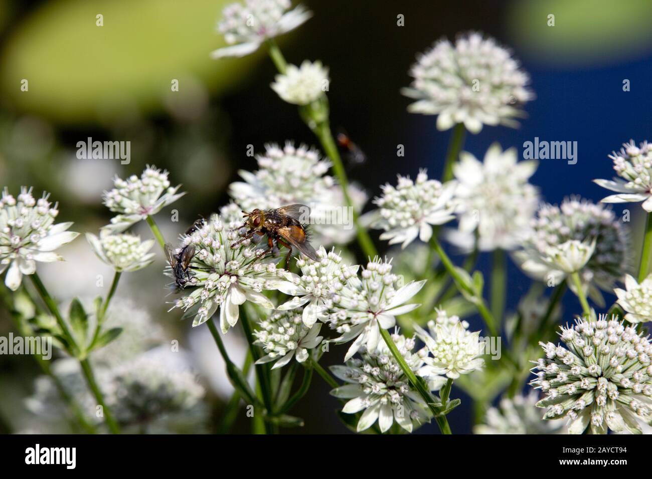 Tachina fera fly on a great masterwort blossom (Astrantia major Stock ...