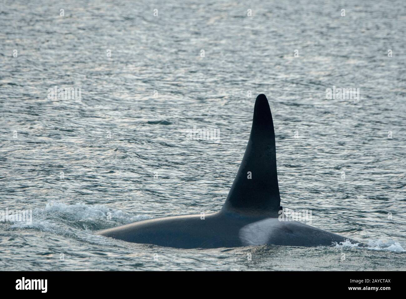 Male whale hi-res stock photography and images - Alamy