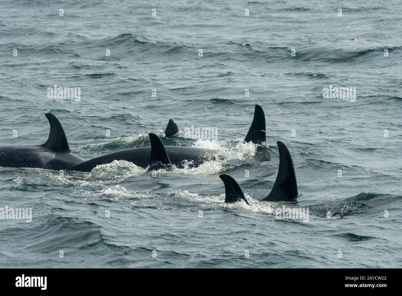 A Pod Of Killer Whales Or Orcas Orcinus Orca Is Swimming In