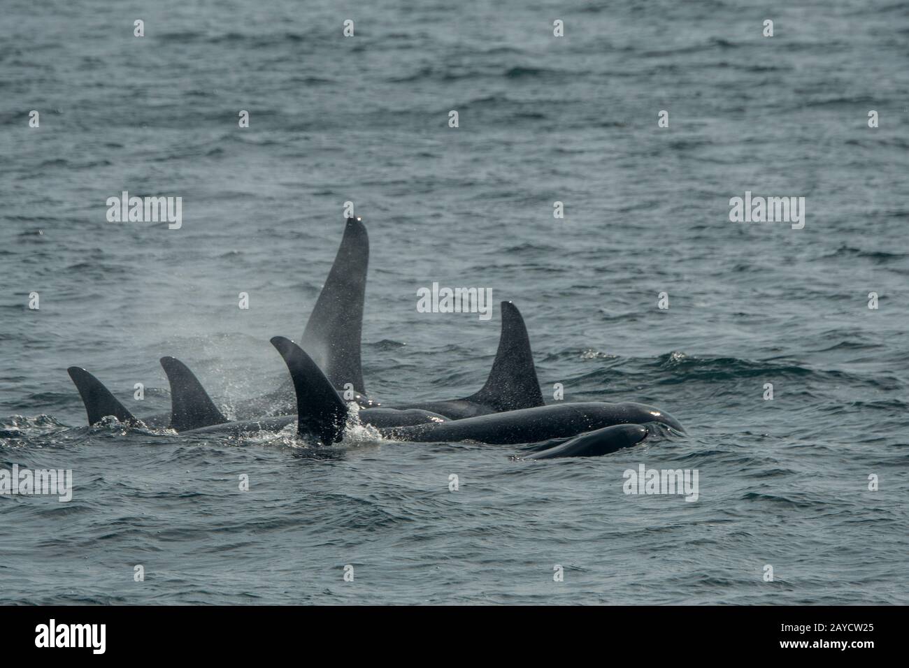 pod-of-orcas-orcinus-orca-hi-res-stock-photography-and-images-alamy