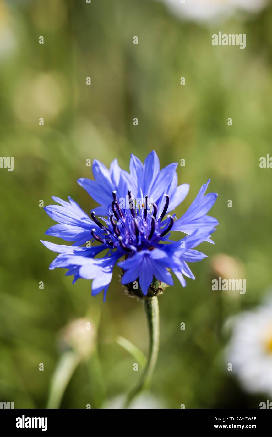 White perennial cornflower hires stock photography and images Alamy