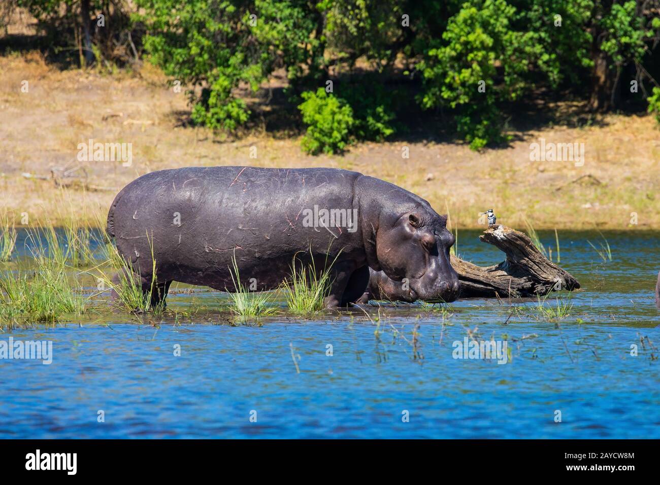 Chobe National Park Stock Photo - Alamy