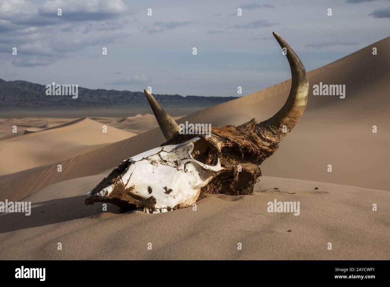 Bull skull in the sand desert at sunset Stock Photo