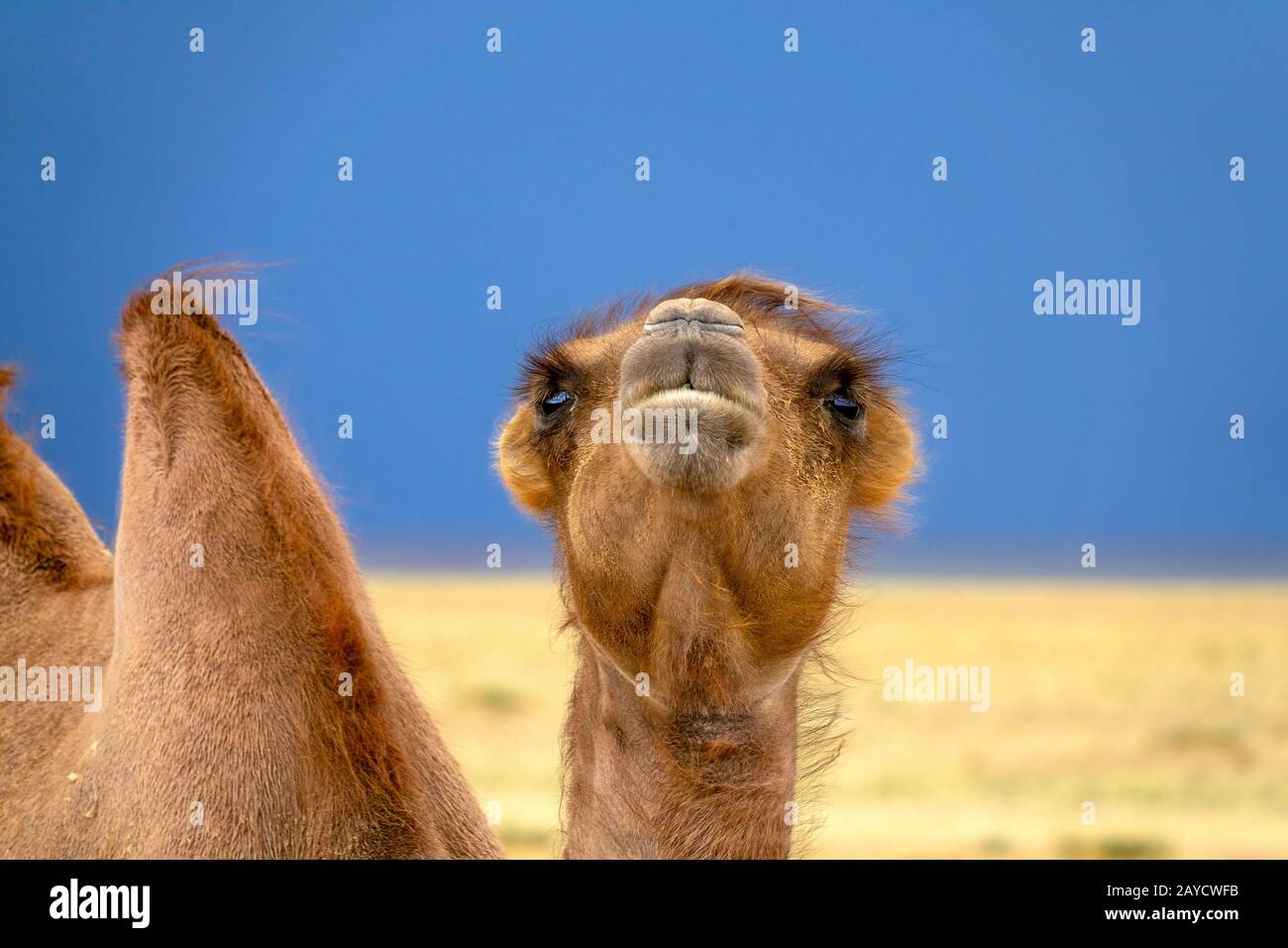 Bactrian camel portrait in steppe Stock Photo