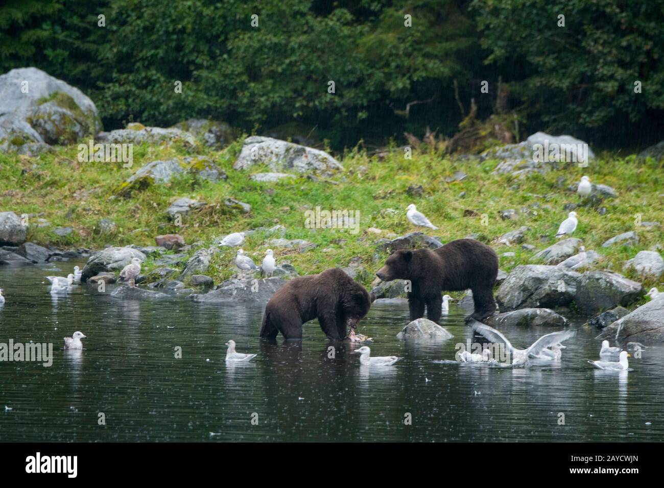 Salmon hatchery alaska hires stock photography and images Alamy