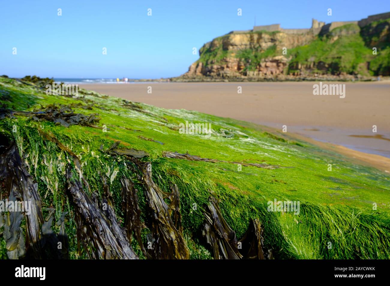 Tynemouth Long Sands on the North East Coast of England pictured on a warm autumn morning Stock