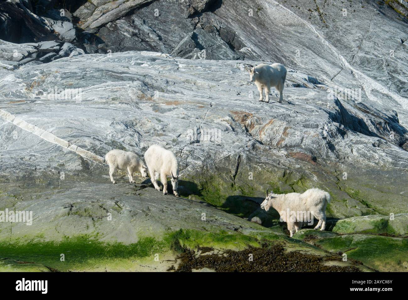 Mountain goats (Oreamnos americanus) feeding on algae and kelp at low ...