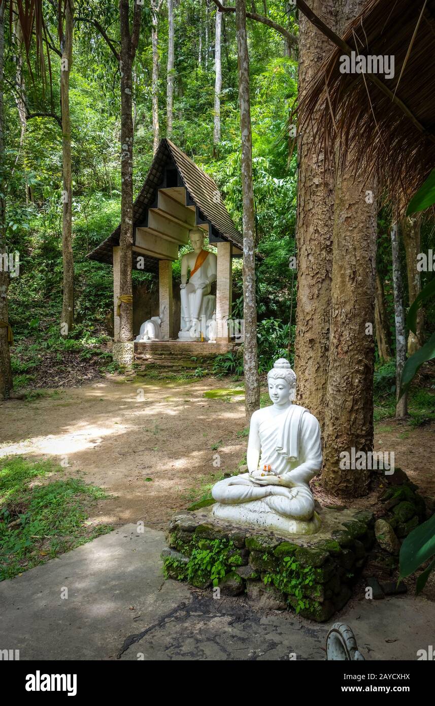 Buddha statue in jungle, Wat Palad, Chiang Mai, Thailand Stock Photo