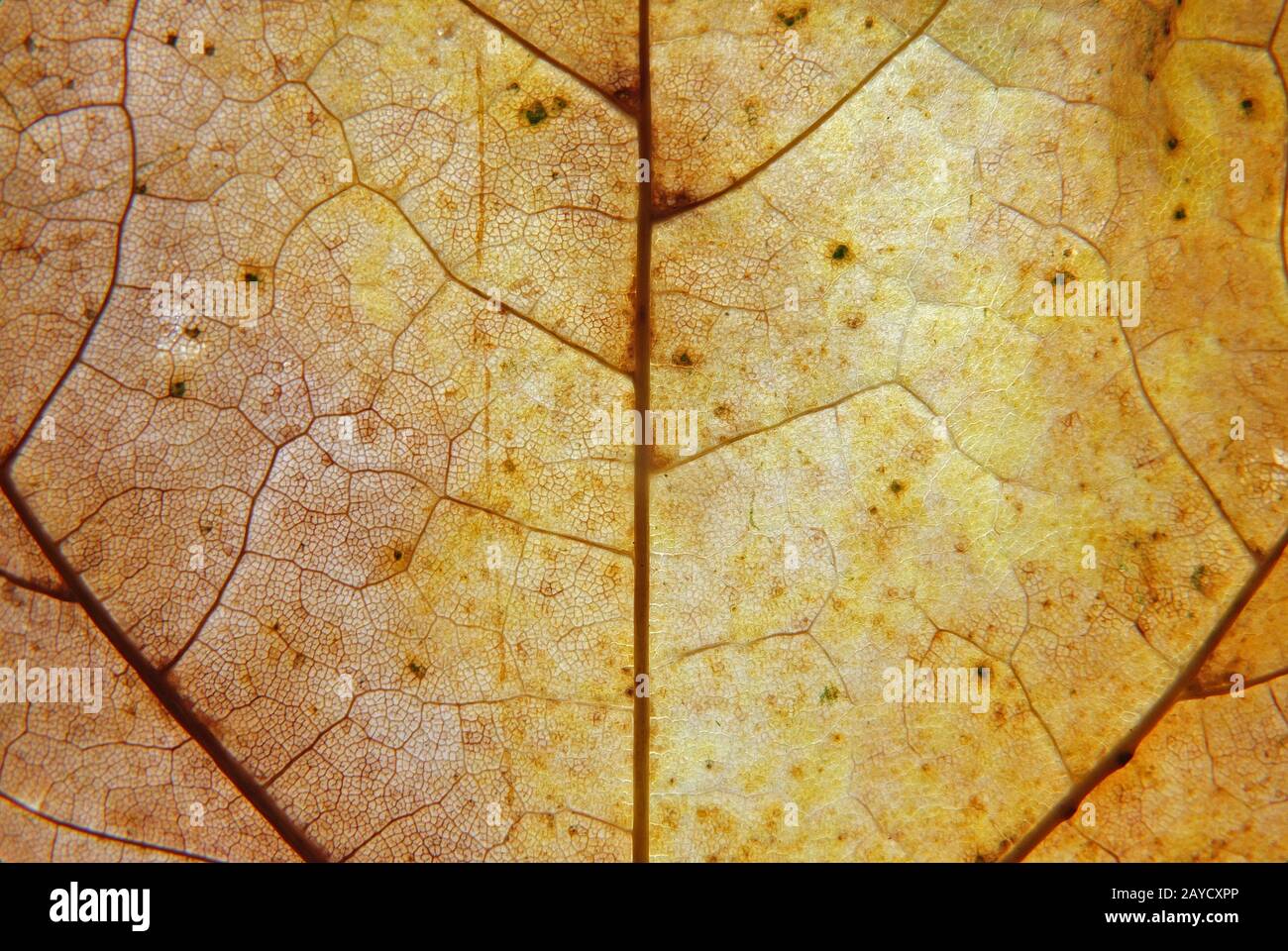 full frame close up of a yellow and brown autumn leaf with veins and cells show in detail Stock Photo