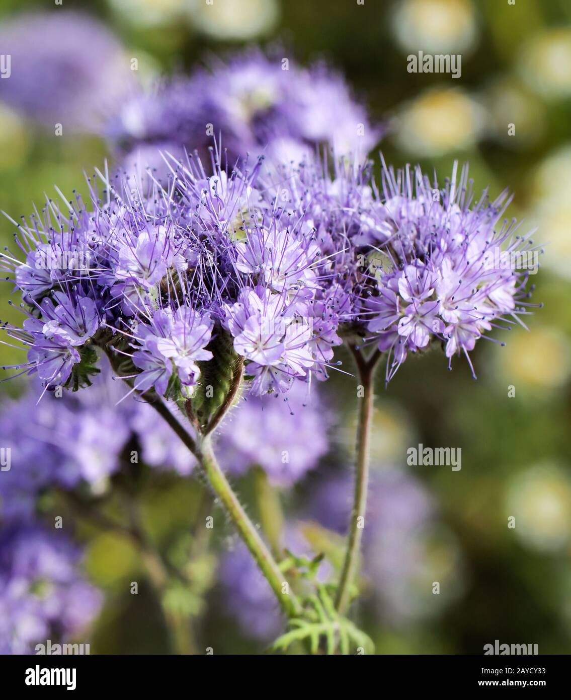 Blue-violet flowers Phacelia on a field Stock Photo