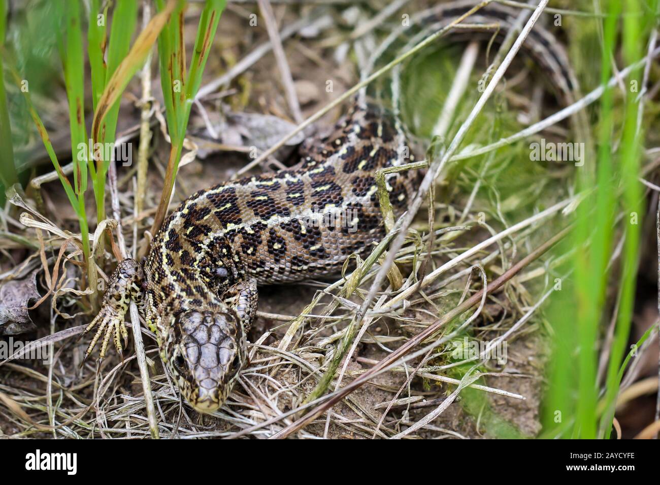 Female With Worm In High Resolution Stock Photography And Images Alamy Female With Worm In High Resolution Stock Photography And Images Alamy