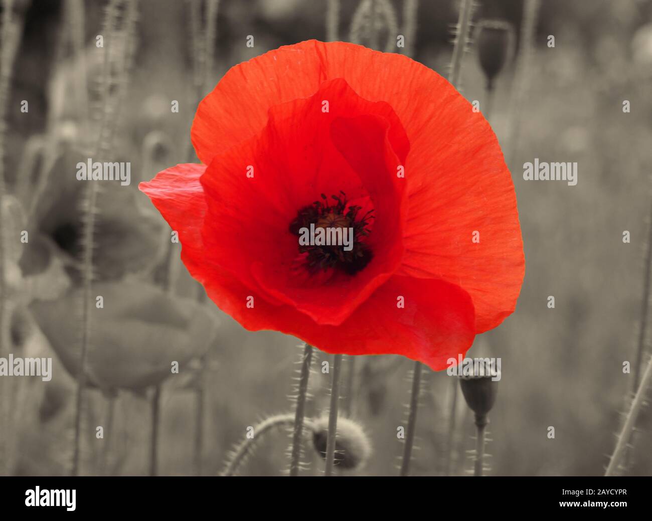 a close up of a bright red common poppy flower on a vintage sepia background - war remembrance concept Stock Photo