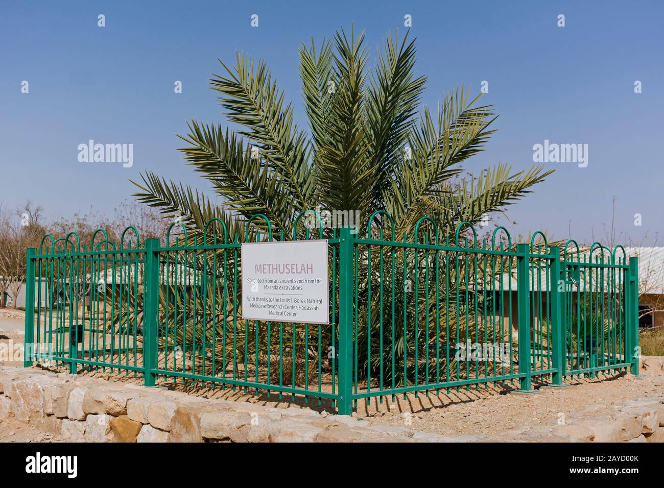 heirloom date palm tree growing in the arava desert that was sprouted from an ancient seed found