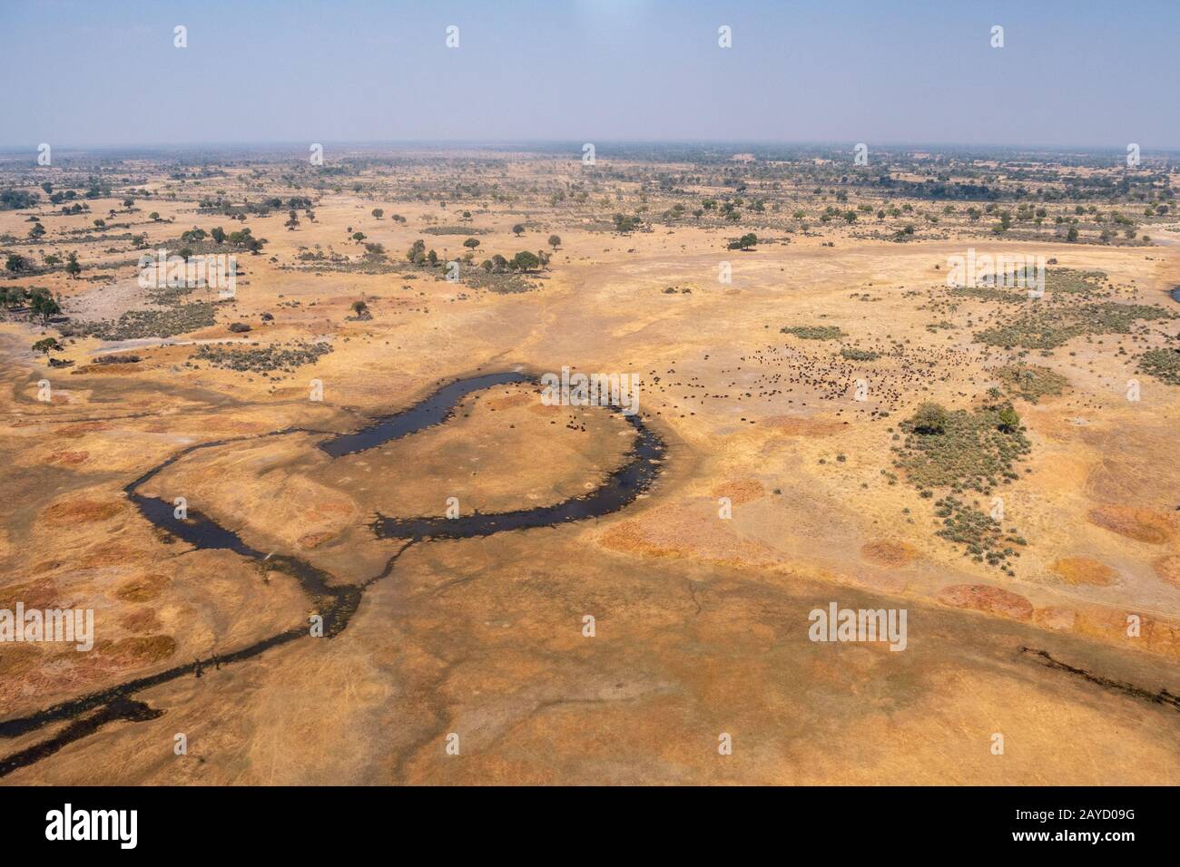 Okavango Delta Aerial with Dry, Yellow Plain with Dark Blue River in Moremi Game Reserve,  Botswana, Africa Stock Photo