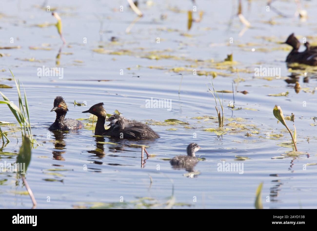 Grebe with Babies Stock Photo - Alamy