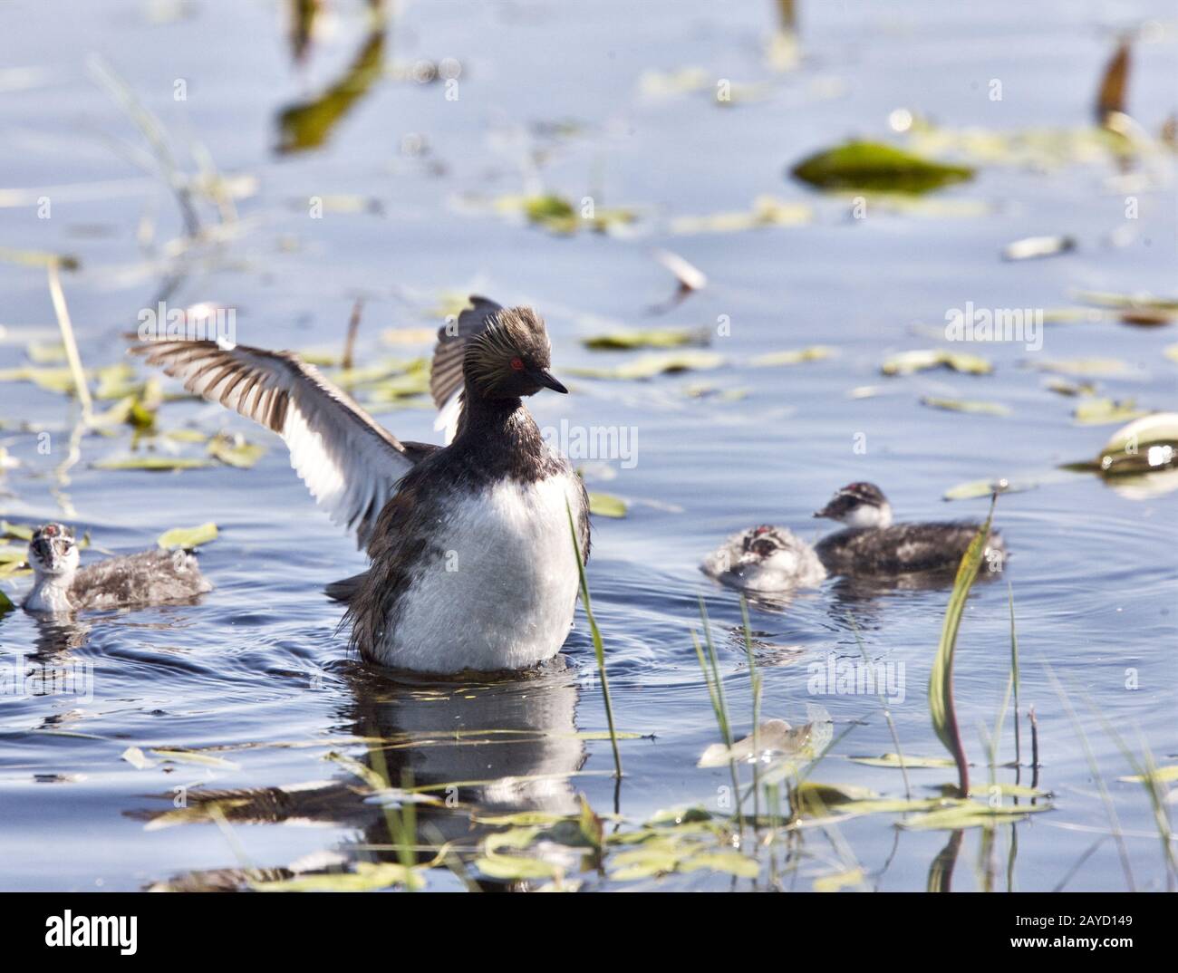 Grebe with Babies Stock Photo - Alamy
