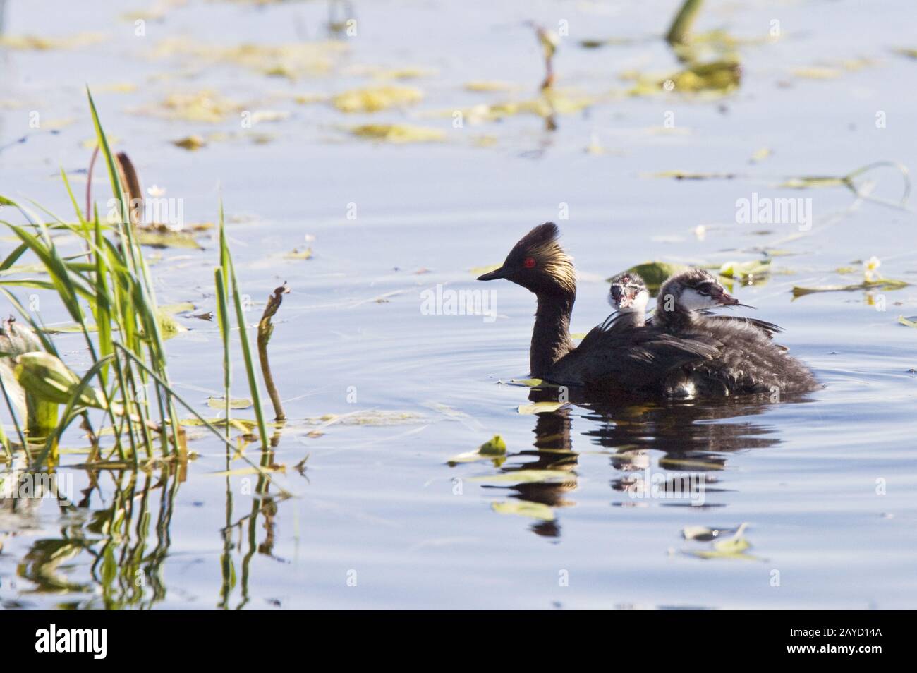 Grebe with Babies Stock Photo - Alamy