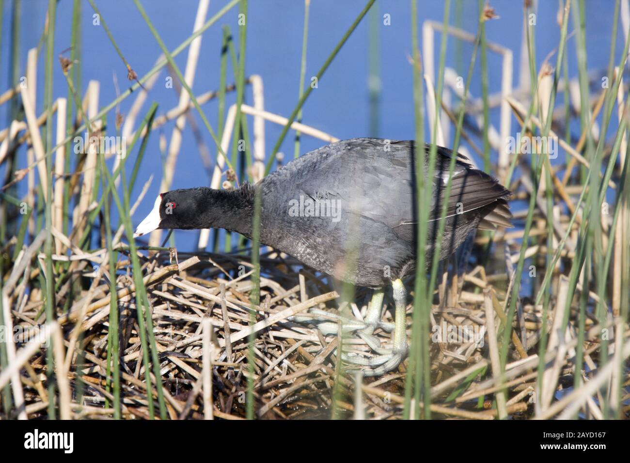 Coot or Waterhen Sitting on eggs Stock Photo