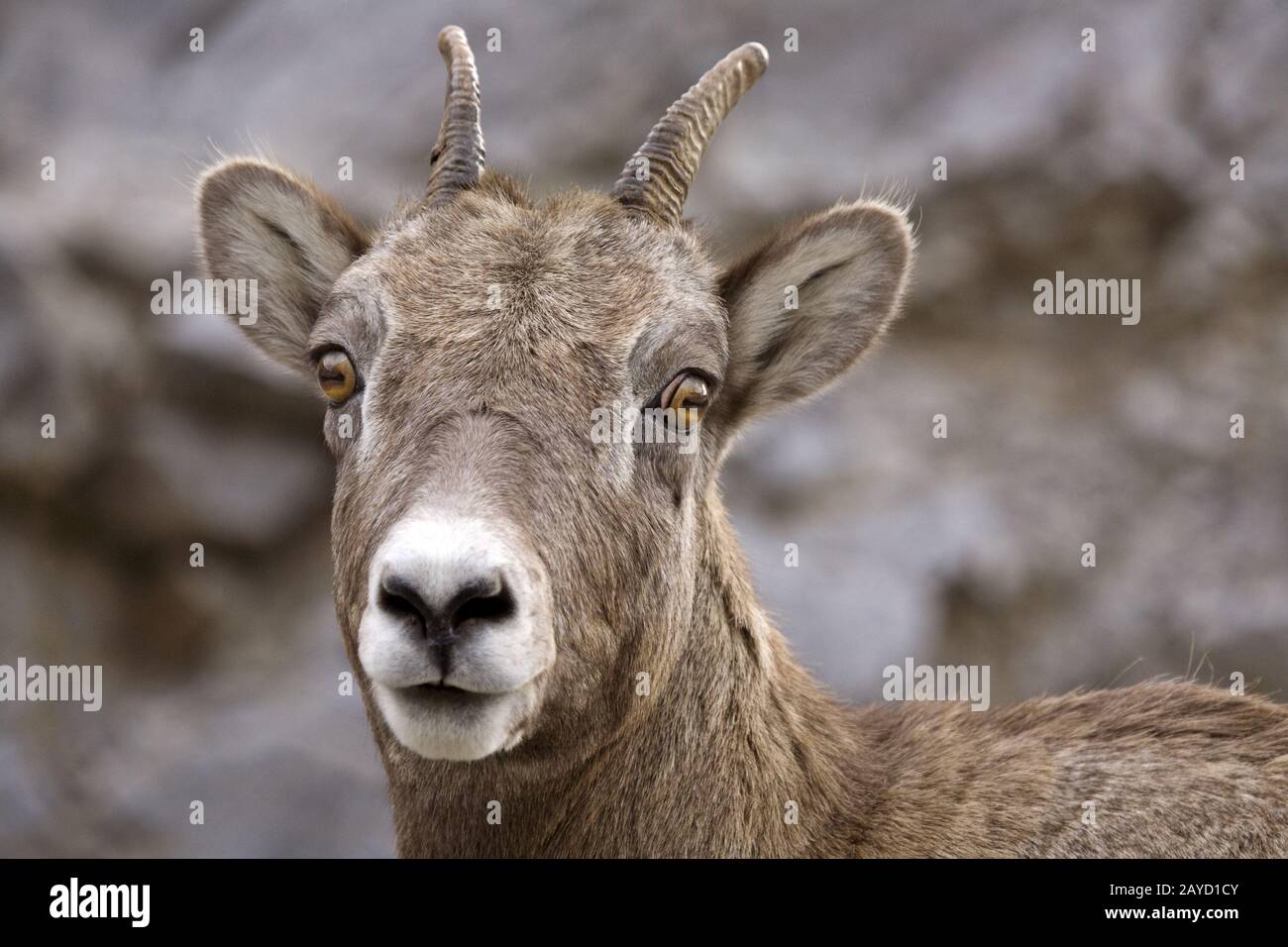 Rocky Mountain Sheep Stock Photo - Alamy