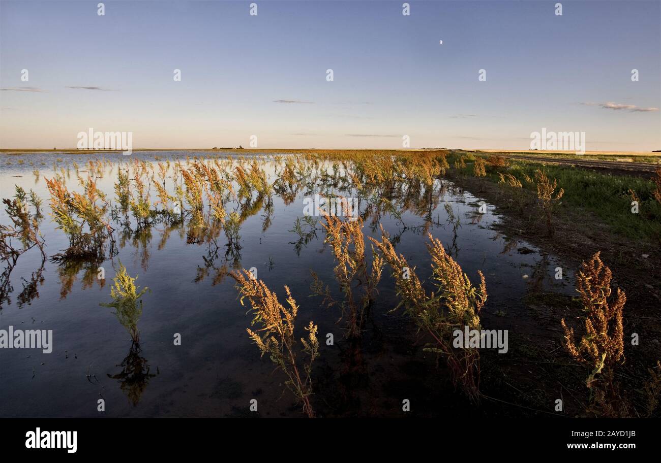 Dry Weeds High Resolution Stock Photography and Images - Alamy