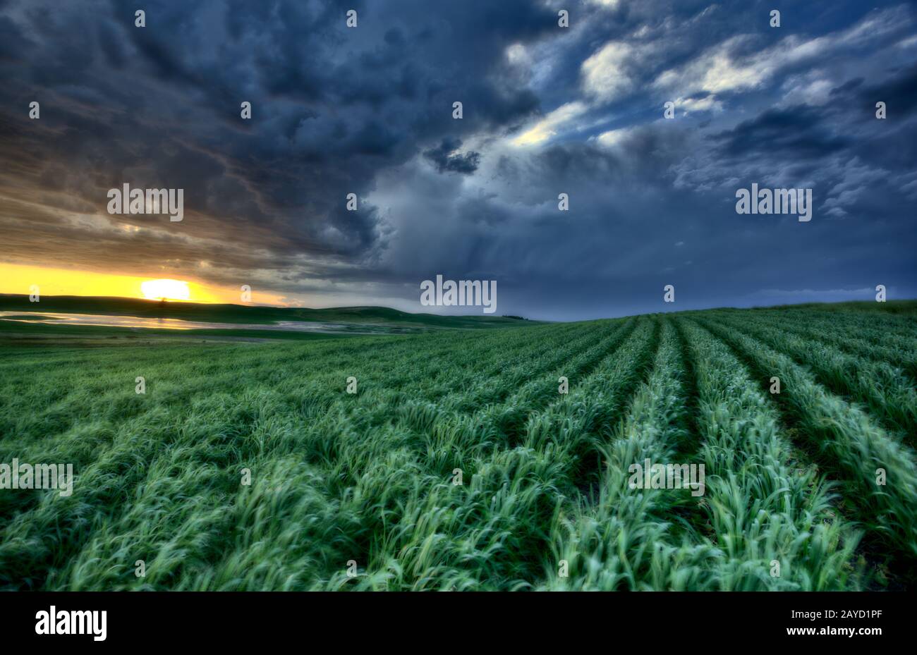 Newly planted crop Stock Photo