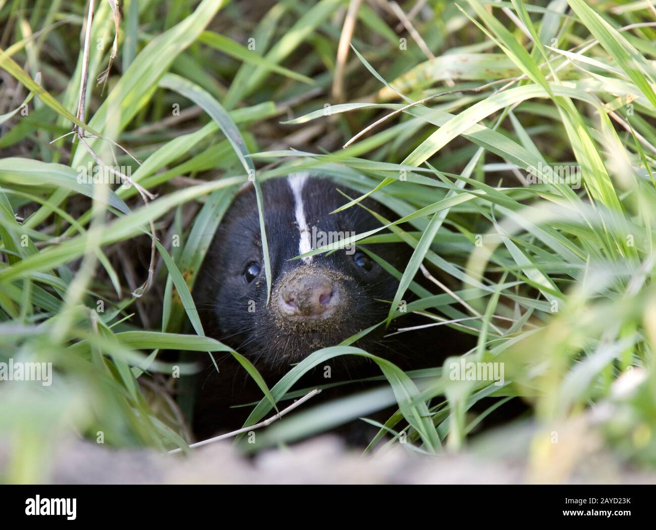 Skunk den hires stock photography and images Alamy