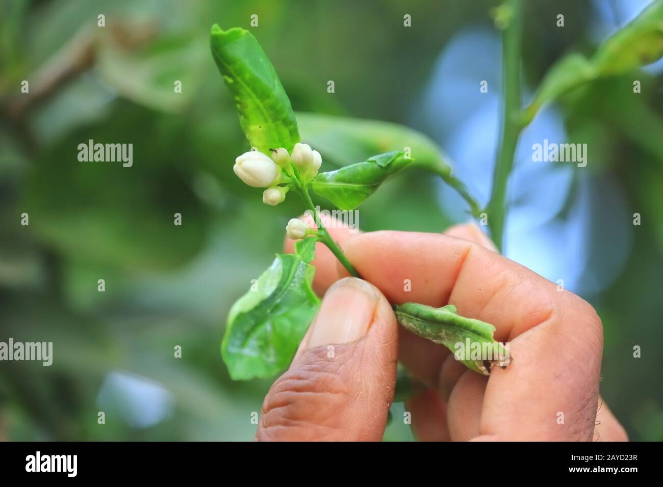 young white flowers of lemon growing in garden with human hand, rowing Organic Lemon flowers