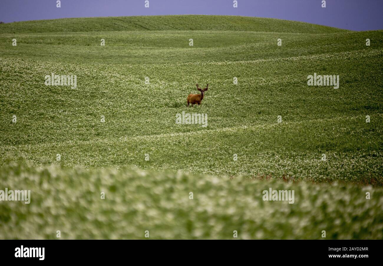 Deer in Pulse Crop Field Stock Photo Alamy