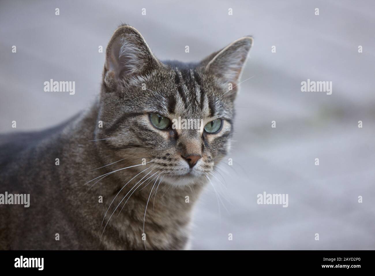 Close Up Tabby Cat Stock Photo - Alamy