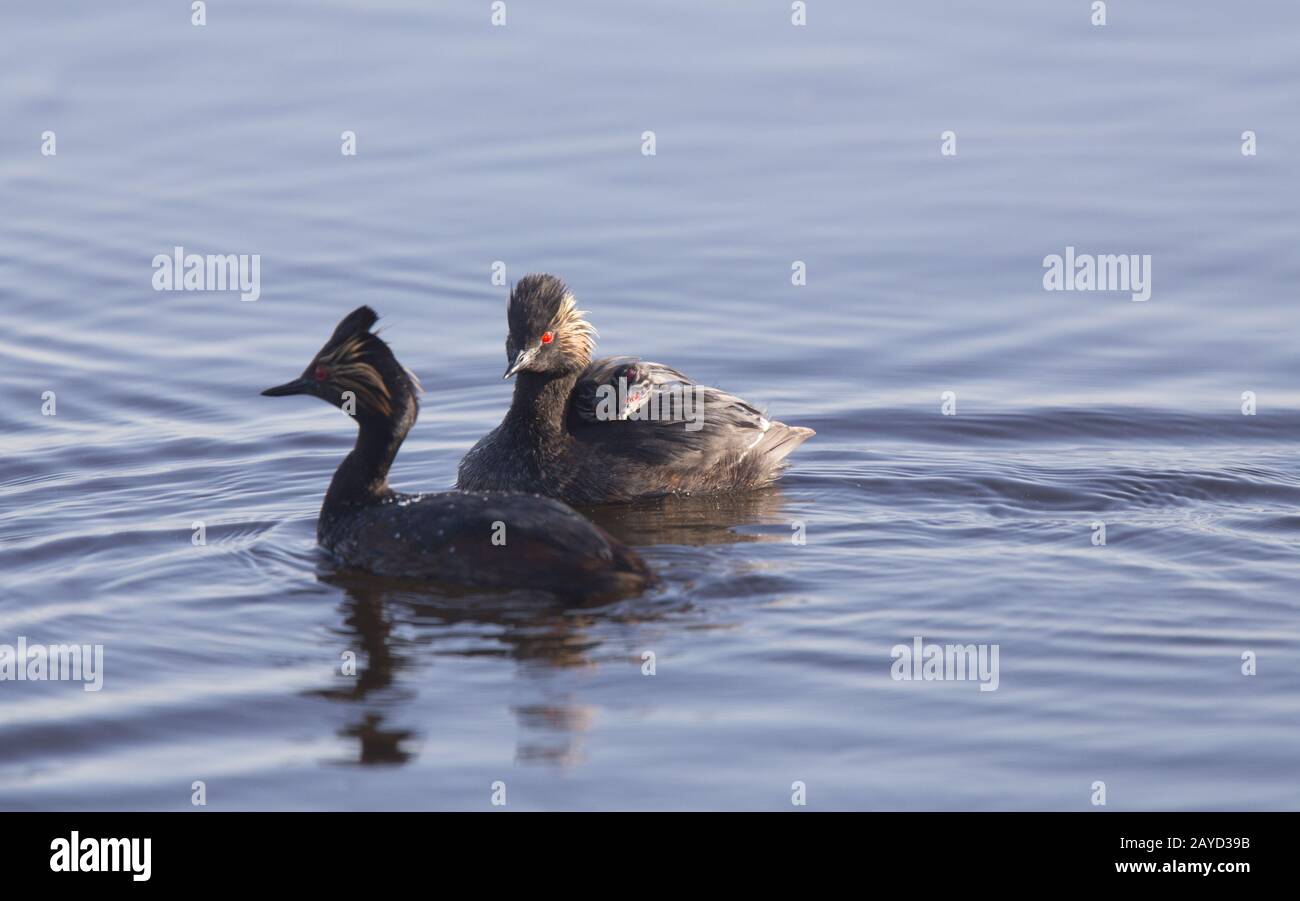 Eared Grebe with Babies Stock Photo