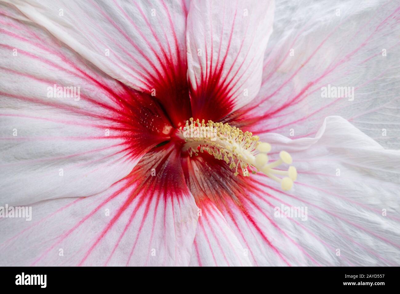 Hibiscus Luna White Brilliant White Petals and a Red Eye and long yellow pollen stem stigma Stock Photo