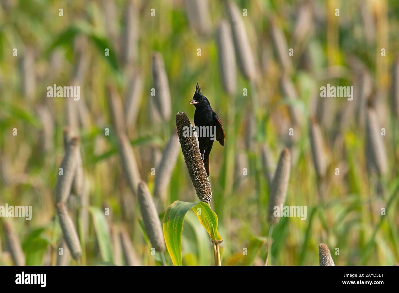 Crested Bunting, Melophus lathami eating bajra grains Stock Photo