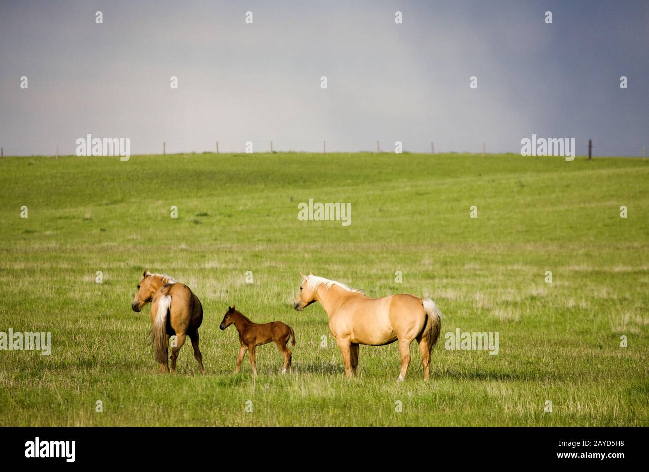 Horse and Colt Canada Stock Photo