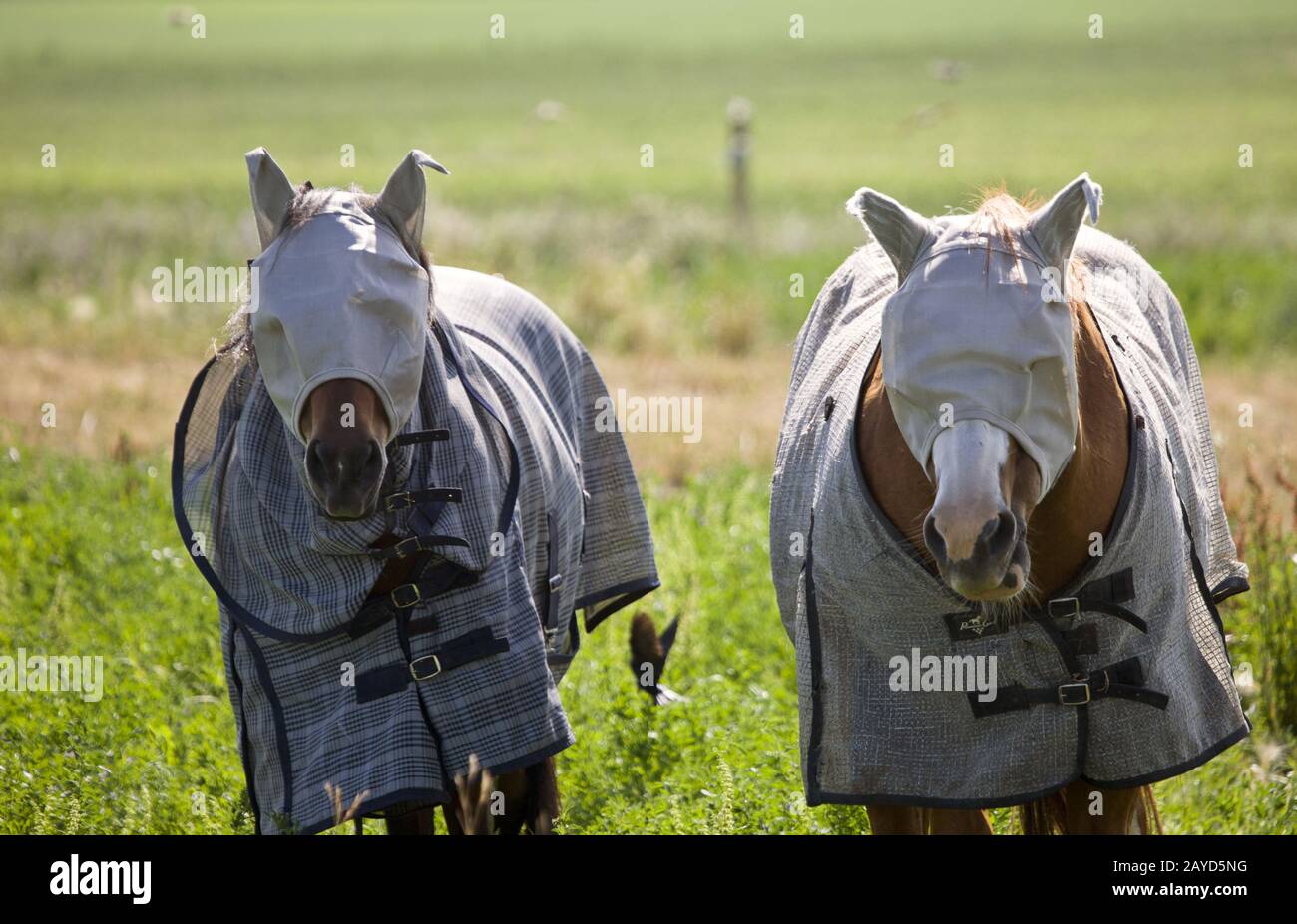 Head Covered Horses Stock Photo Alamy