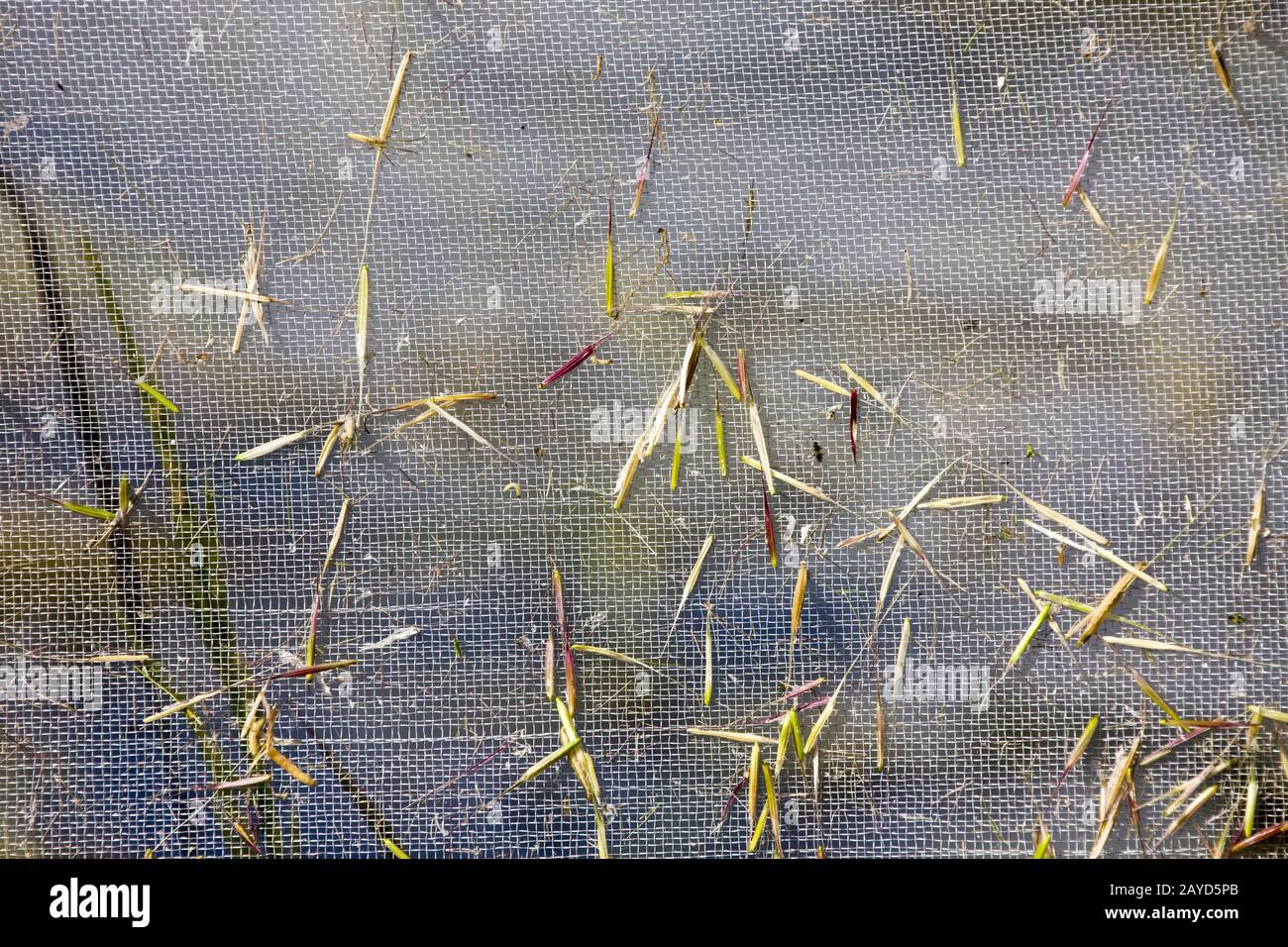 Wild Rice Harvest Saskatchewan Stock Photo - Alamy