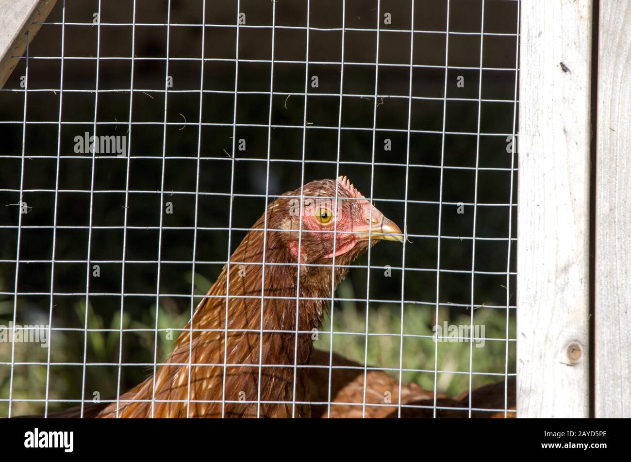 Caged Chickens rural farm Stock Photo Alamy