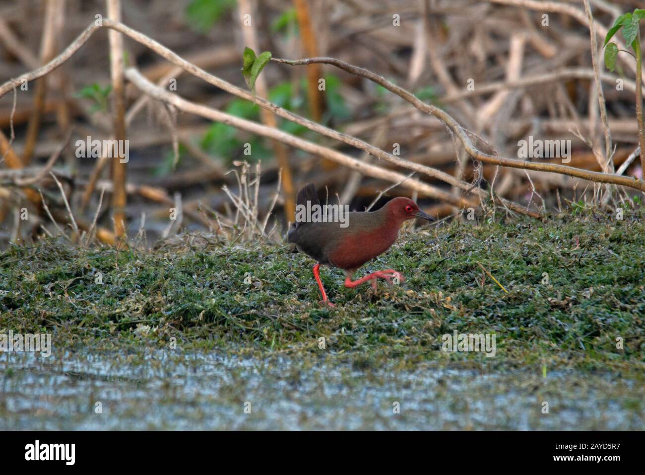 Ruddy crake hi-res stock photography and images - Alamy