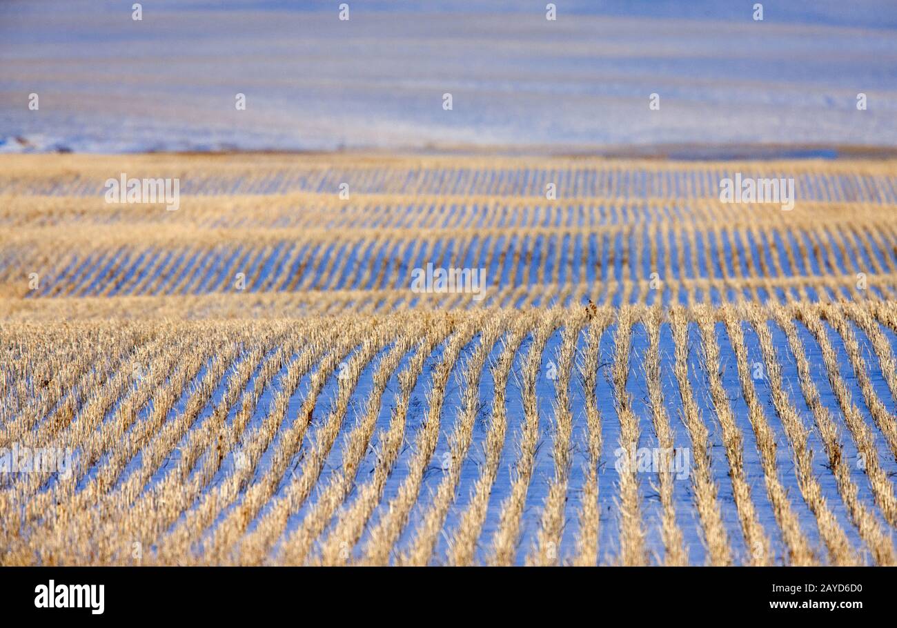 Prairie Landscape in Winter Stock Photo