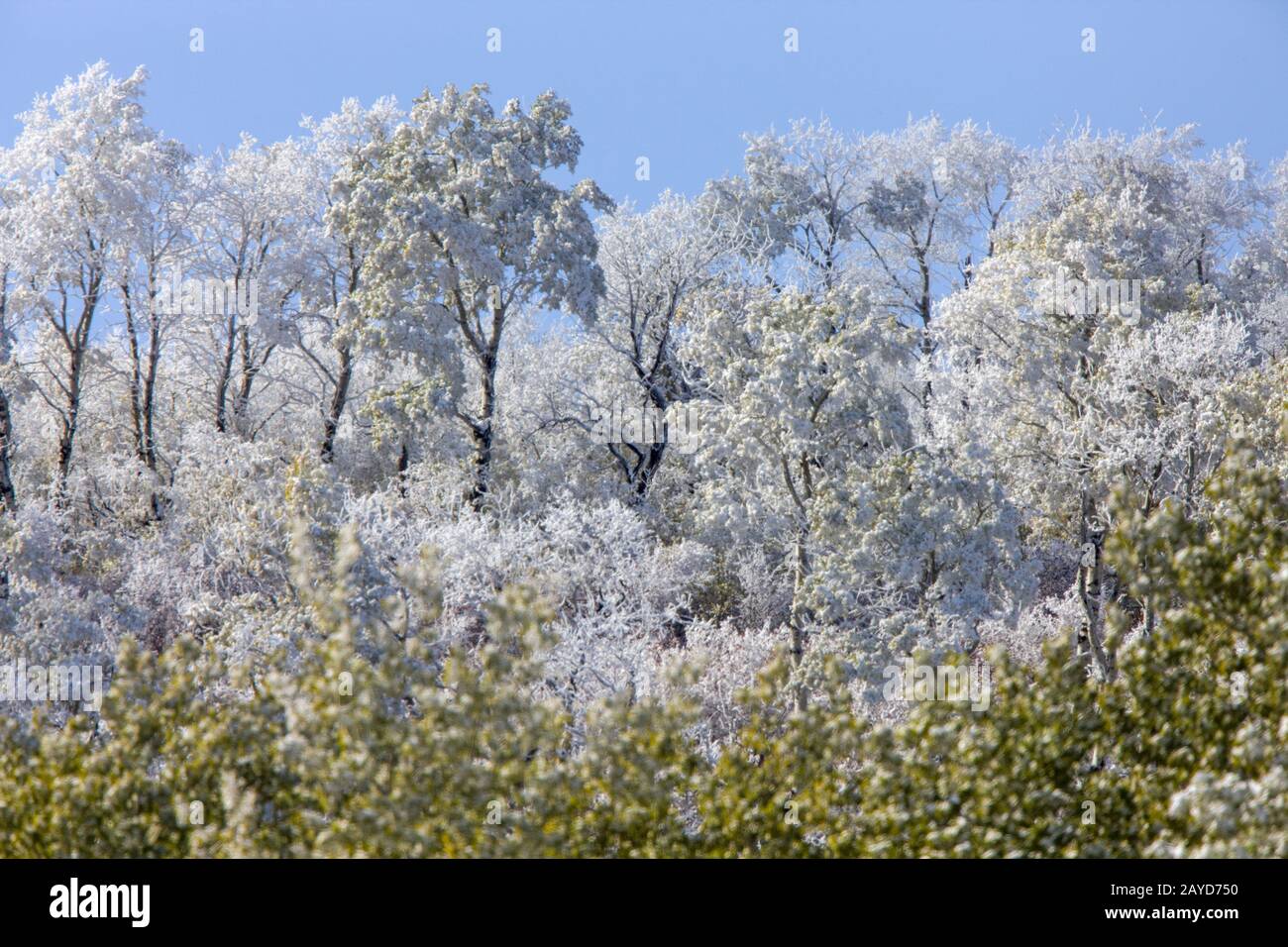 Cypress Hills First Snowfall Stock Photo
