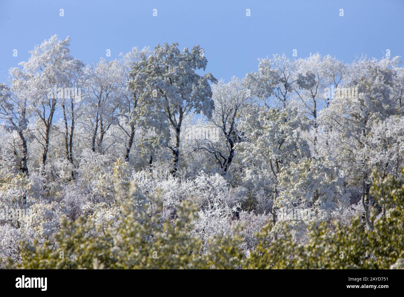 Cypress Hills First Snowfall Stock Photo