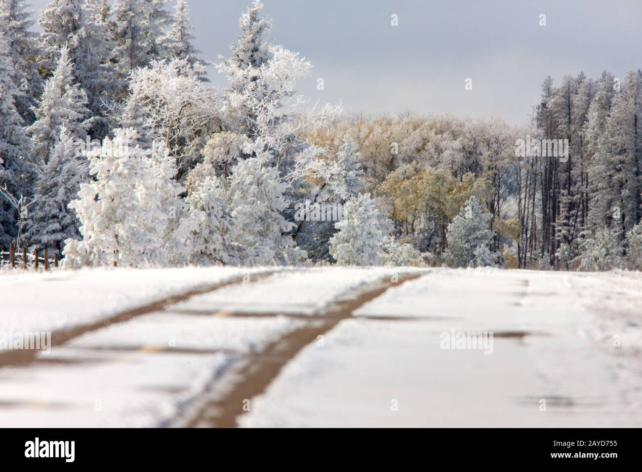 Cypress Hills First Snowfall Stock Photo