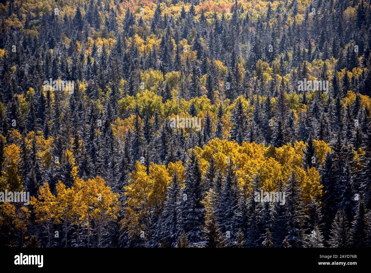 Cypress Hills First Snowfall Stock Photo