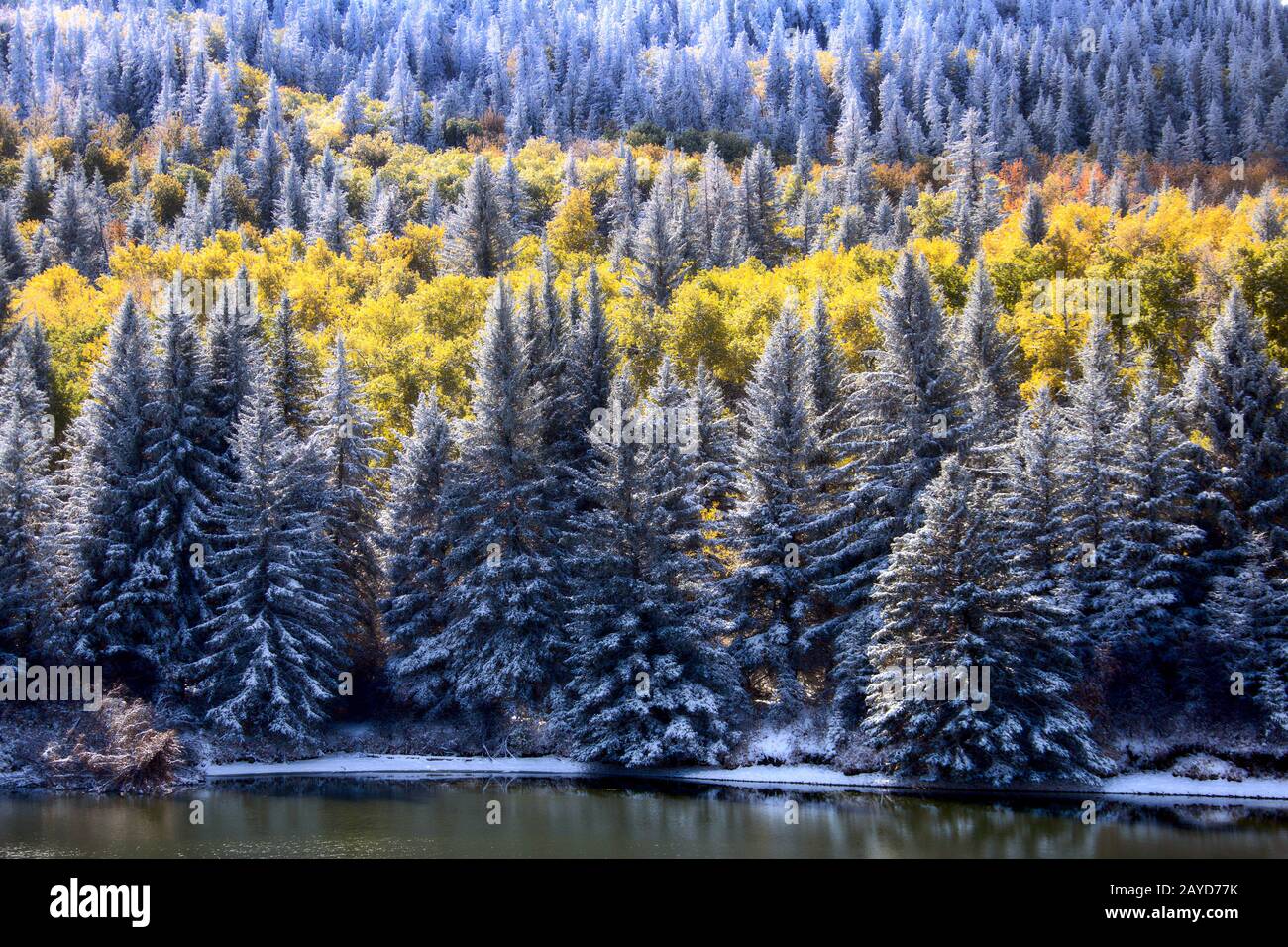 Cypress Hills First Snowfall Stock Photo