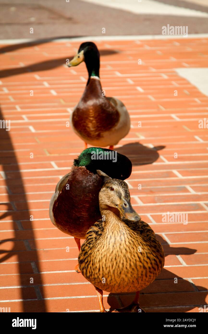 View, portrait of a mallard, mallards Stock Photo Alamy